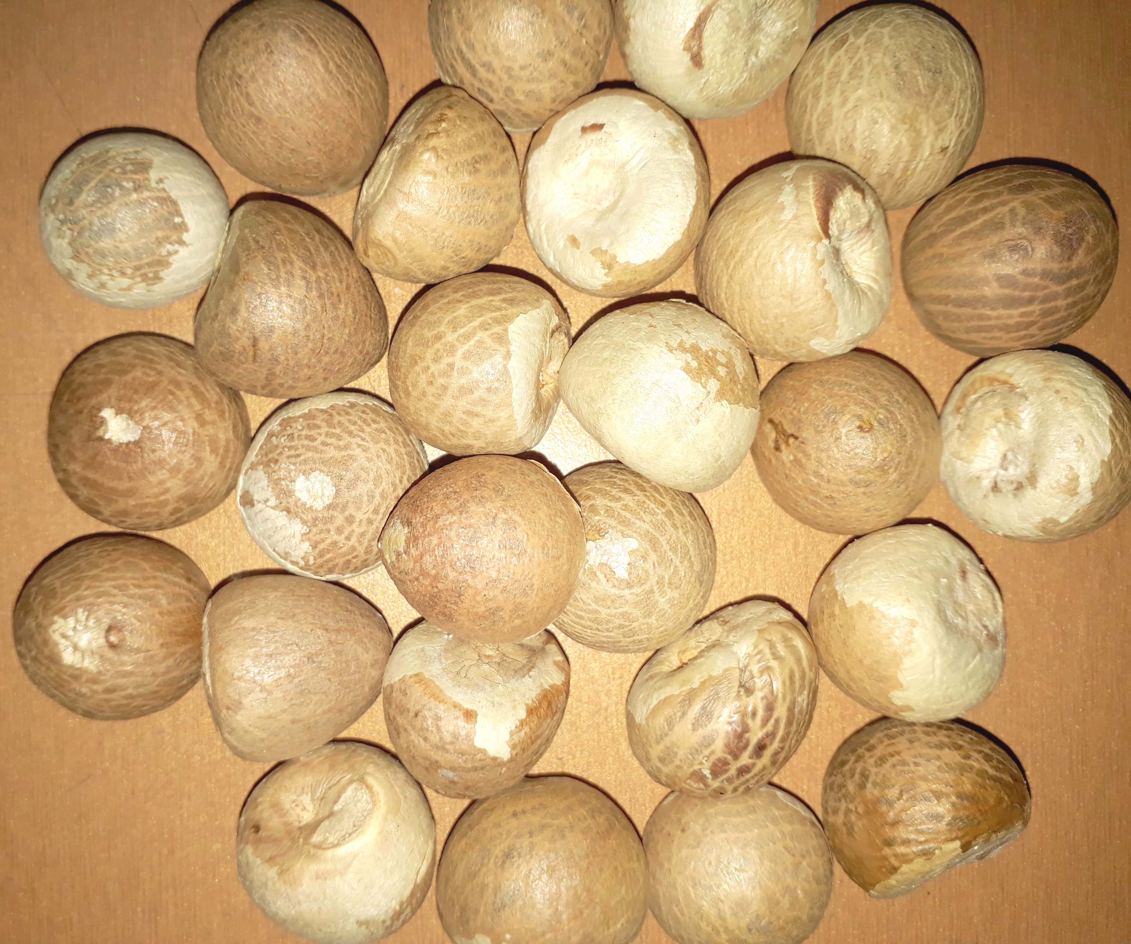 areca nut